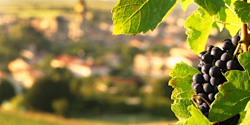 Hauptbild für Wine 101 - Rhone, France