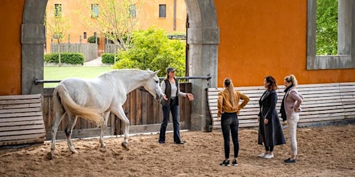 Imagen principal de Transformational Learning with Horses (July 2)