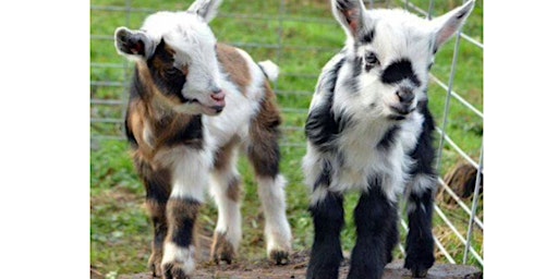 Hauptbild für Pencil Sketching with Baby Goats