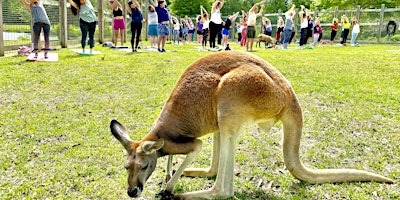 Imagem principal do evento Safari Tails Kangaroo Yoga