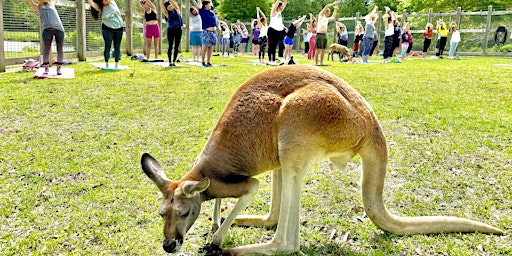 Safari Tails Kangaroo Yoga primary image