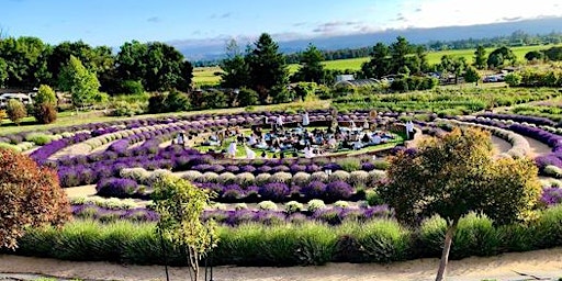 The Lavender Labyrinth Sound Bath Experience  primärbild