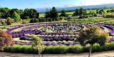 Image principale de The Lavender Labyrinth Sound Bath Experience