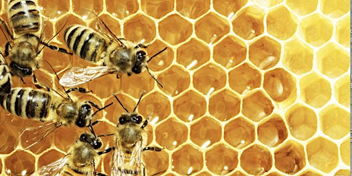 Image principale de Berger Bee Seminar