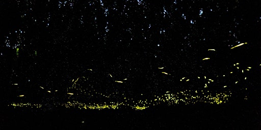 Imagem principal de La notte delle Lucciole
