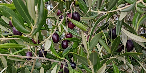 Primaire afbeelding van Happy Pride Month! Community Olive Harvest