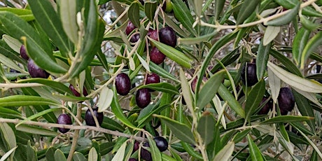 Happy Pride Month! Community Olive Harvest