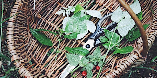 FORAGING & NATURE WALKS WITH AVANT GARDEN primary image