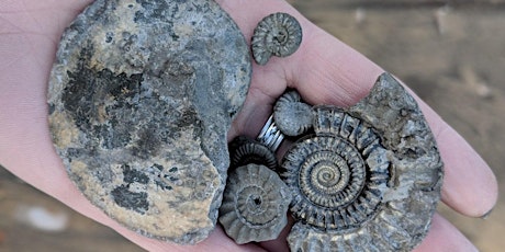 Charmouth, Dorset - GEOLOGICAL AND FOSSIL FIELD TRIP primary image