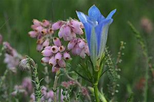 Primaire afbeelding van Avondwandeling ‘Wilde planten bij de bronnen’ Dal van de Mosbeek