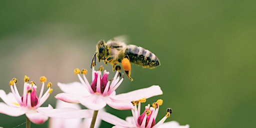 Imagem principal do evento Gardening for Bees