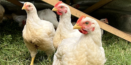 Chicken & Egg Gathering Experience at True Cut Ranch  primärbild