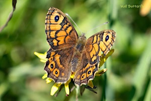 Family Event - Make a Butterfly Feeder  primärbild