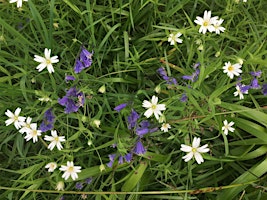 Nature Bites - Wildflowers of the Riverside, Ullapool