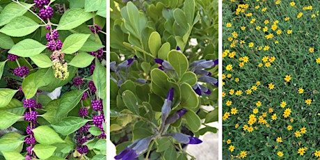 FAST Class: Favorite Xeric Plants for Sun & Shade