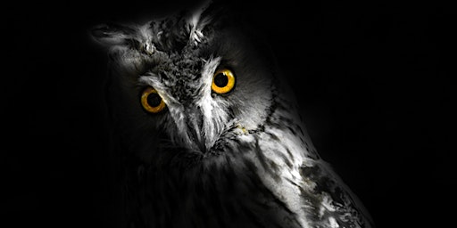 Primaire afbeelding van Creatures of the Night: Nocturnal Birds