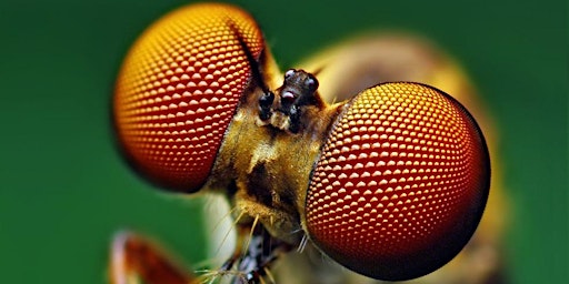Metamorphosis - How Insects Are Changing Our World primary image