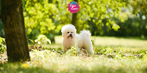 Primaire afbeelding van Puppy Yoga (Adults-Only) by Yoga Kawa Toronto Bichon Frise
