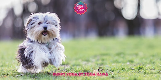 Imagem principal de Puppy Yoga (Family-Friendly) by Yoga Kawa Toronto Maltese Yorkie