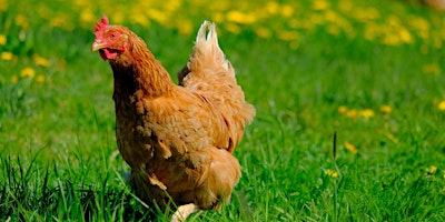 Hauptbild für Chicken Rental 101