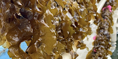 Hauptbild für Kelp Harvest