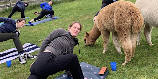 Hauptbild für Yoga With Alpacas at the Harvard Alpaca Ranch June 16th 430pm