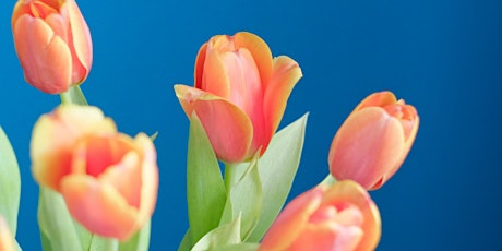 Tulips @ Tanger