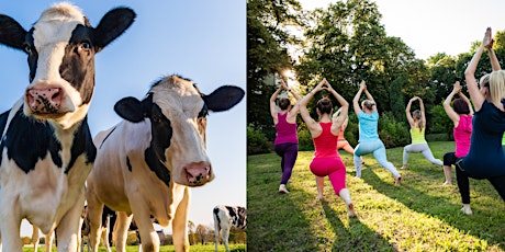 Yoga on the Farm - Dairy Edition