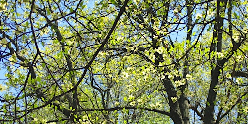 Hauptbild für Spring wildflowers of Cunningham Park, Queens