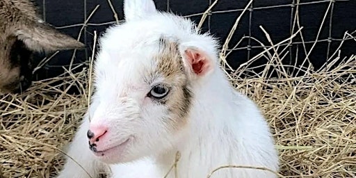Baby Goat & Bunny Bottle Feeding & Farm Animals  primärbild