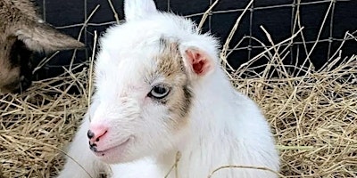 Imagem principal de Baby Goat & Bunny Bottle Feeding & Farm Animals
