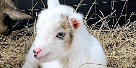 Baby Goat & Bunny Bottle Feeding & Farm Animals