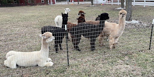 Port Alpaca Day at Charity’s Hope Family Farm Resort primary image