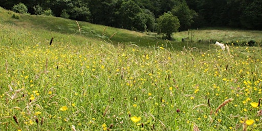 Freeman's Pasture Nature Reserve Guided Walk- 7th June 2024 primary image