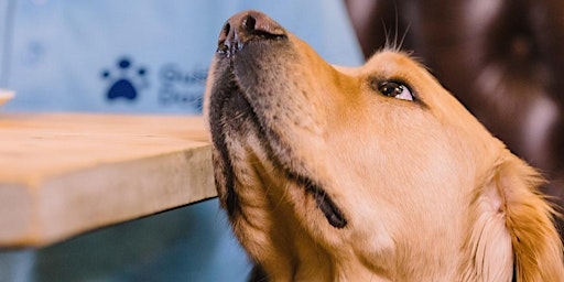 Imagem principal de Guide Dogs Charity Tea Party