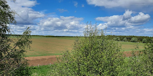 Wilding West Chevington - arable reversion and monitoring