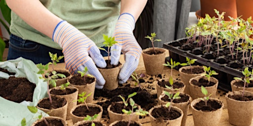 Image principale de Pricking Out and Potting Up: Starting a Garden from Seed