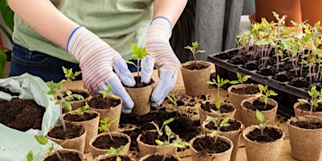 Pricking Out and Potting Up: Starting a Garden from Seed