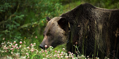 Sequoia Supply Backcountry Beta - BEAR/WILDLIFE SAFETY & AWARENESS TRAINING