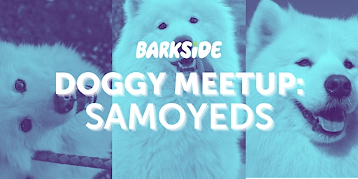 Imagen principal de Doggy Meetup: Samoyeds