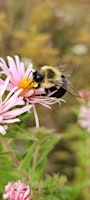 Imagen principal de Bumblebee Watch Learning Program
