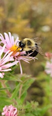 Bumblebee Watch Learning Program