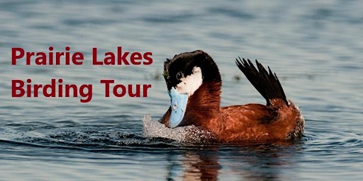 Prairie Lakes Birdwatching Tour primary image