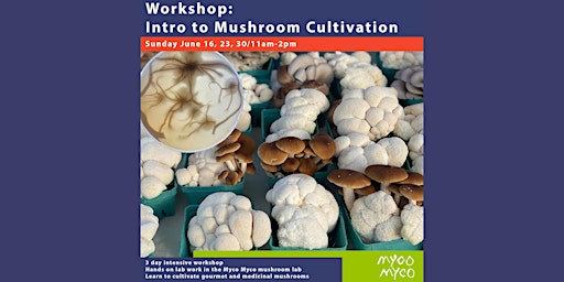 Intro to Mushroom Cultivation: 3 day intensive primary image