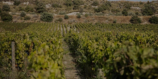 Image principale de Gulfi-Single Vineyard Sicilian Tasting  with Stacey-Jo