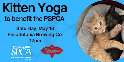 Imagen principal de Kitten Yoga at Philadelphia Brewing Co (later edition!)