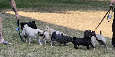 Capitol Hill Pug Meet-Up - June 2024 primary image