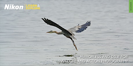 Nikon Learn & Explore | Mirrorless and DSLR for Wildlife and Action Photography primary image