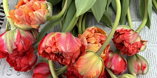 Imagem principal do evento Tulips Galore Pop up