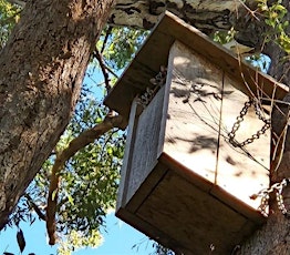 NatureWatch Sunshine Coast - Nest box monitoring